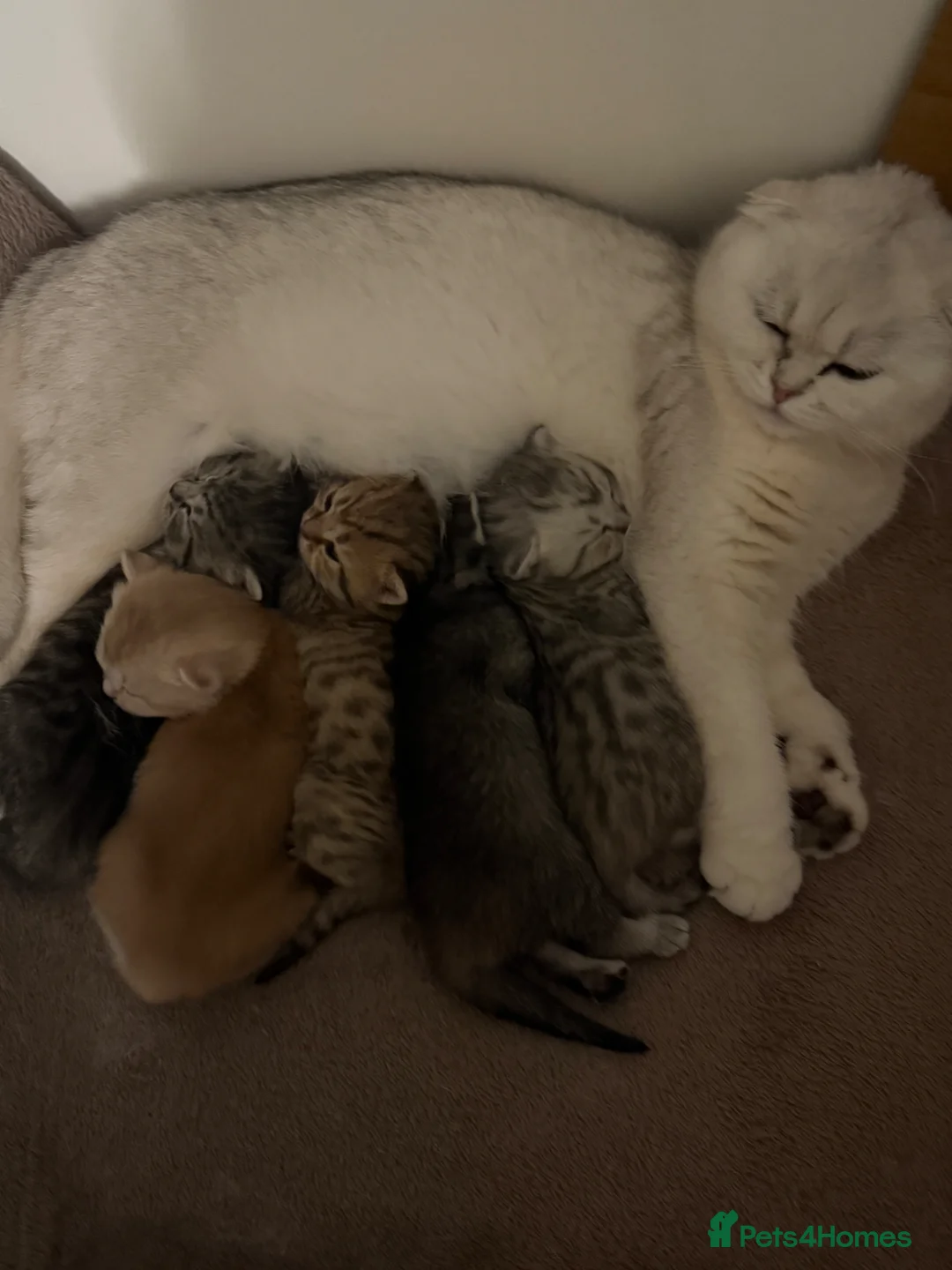 Mixed Breed cats for sale: Pure Scottish fold X Tabby - Advert 1