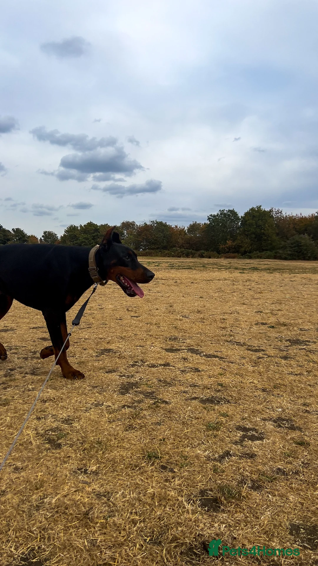 Dobermann dogs for sale: Adult Male Doberman - Advert 2