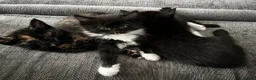 Mixed Breed cats for sale: 3 beautiful kittens looking for loving homes - Advert 4
