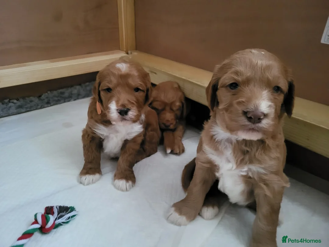 Mini Goldendoodle dogs for sale: DUE 🐾 HEALTH TESTED Goldendoodles / doubledoodles - Advert 5