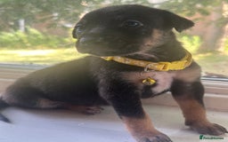 Mixed Breed dogs for sale: Staffy x Belgian Malinos  - Image 1