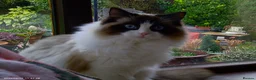 Ragdoll cats for sale: 2 Beautiful Ragdolls in need of rehoming - Advert 24