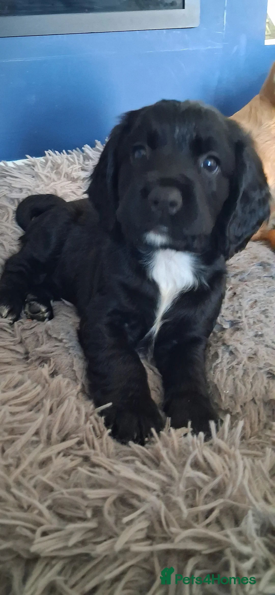 Sprocker dogs for sale: Sprocker puppies  - Advert 2