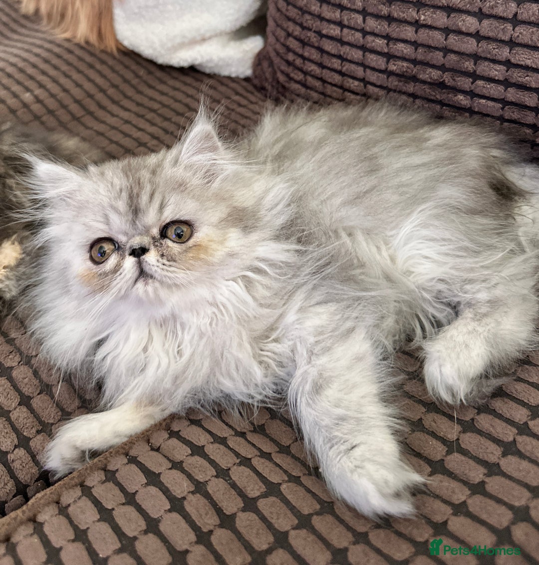 Persian cats for sale: 4 cuddly, petite Persian girls💗 - Image 16