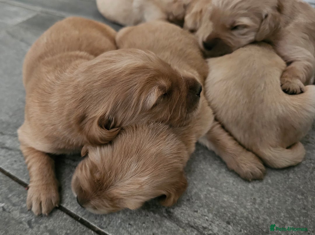 Golden Retriever dogs for sale: KC registered pedigree Golden Retriever pups - Image 26