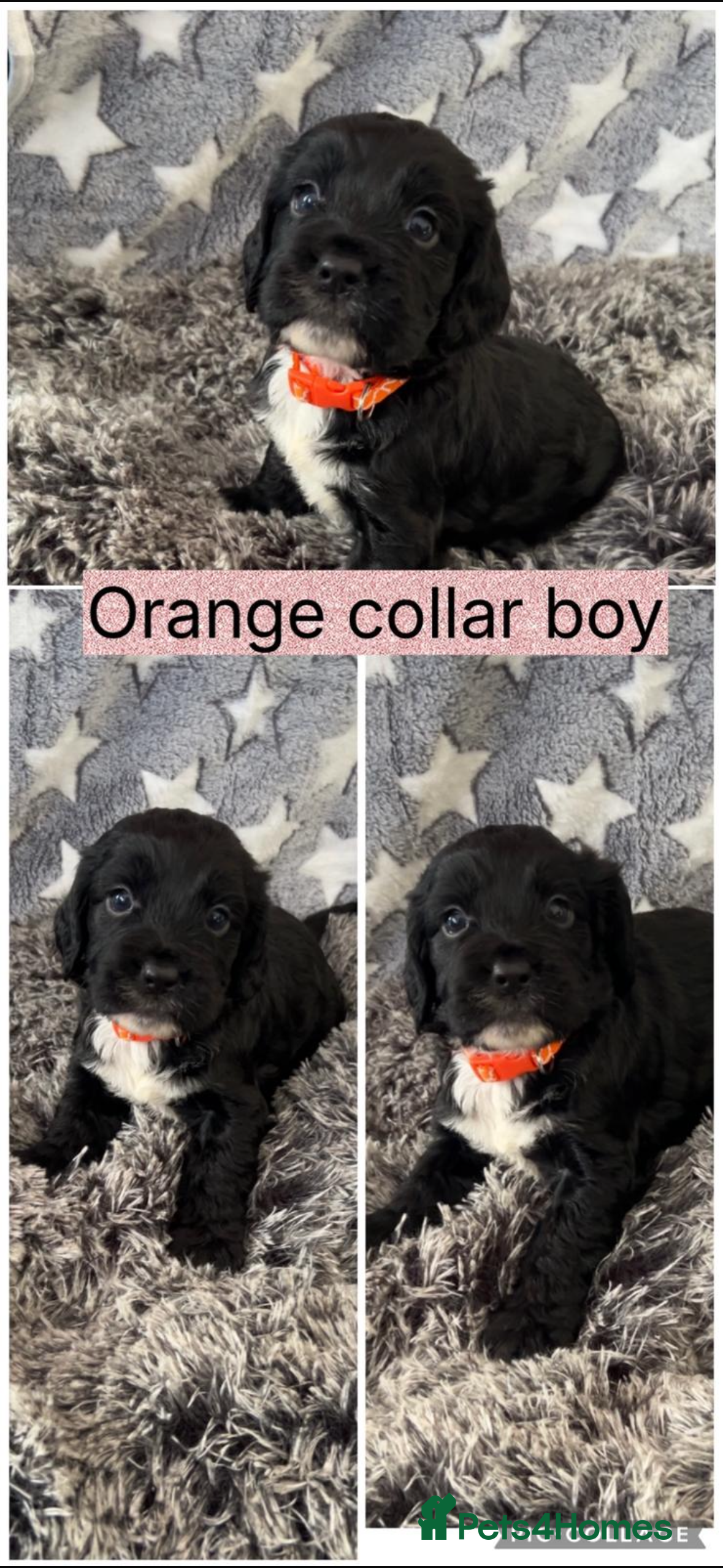 Cocker Spaniel dogs Show Cocker Spaniels  - Advert 2