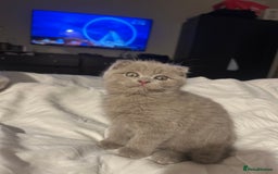 Scottish Fold cats for sale: Scottish Fold / Ragdoll - Image 1