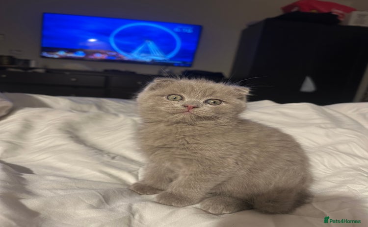 Scottish Fold cats - Advert 3