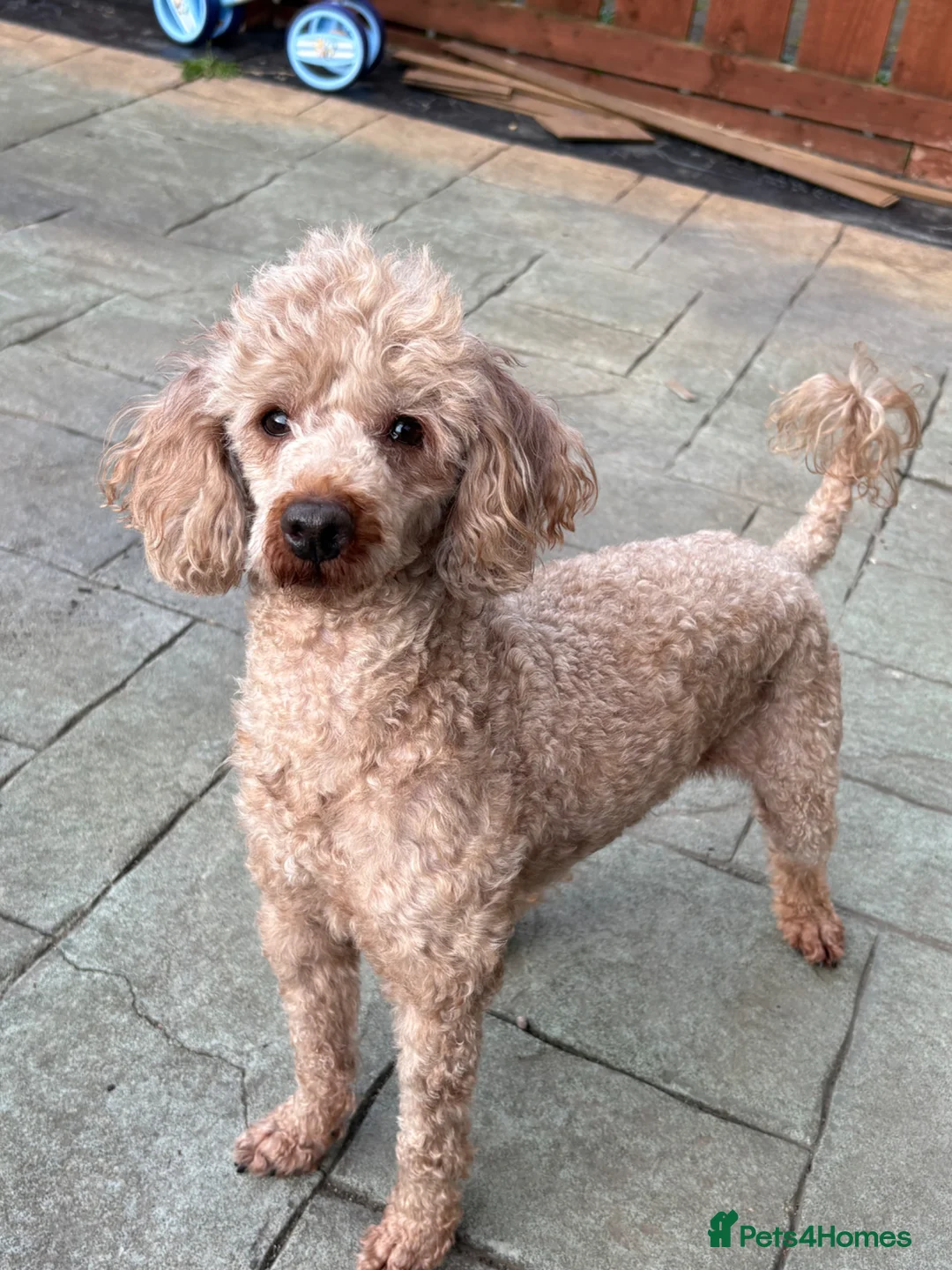 Miniature Poodle dogs for sale: miniature poodle boy  - Advert 4