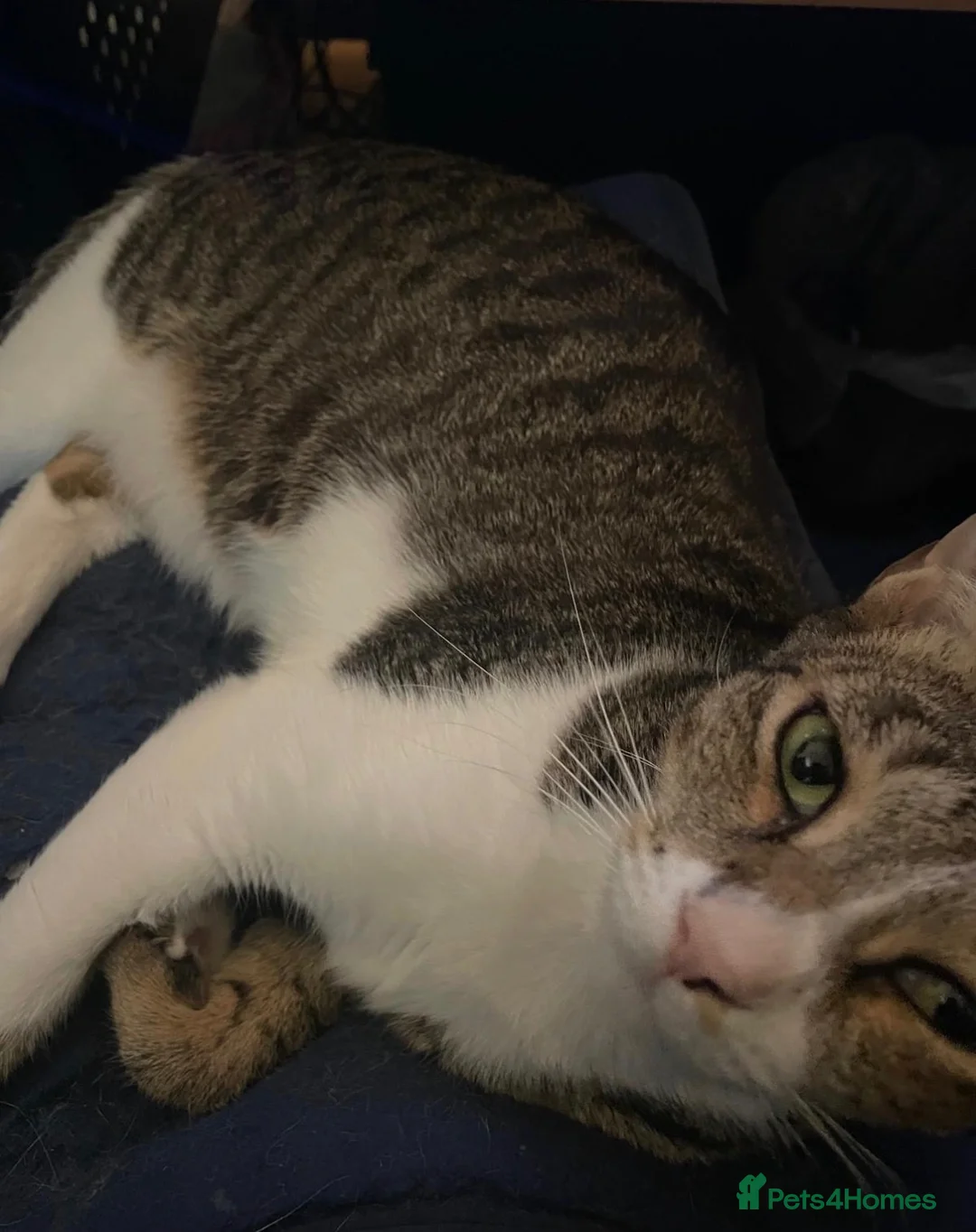 Mixed Breed cats for sale: Chanel - Advert 3