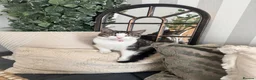 Mixed Breed cats for sale: Gorgeous twin boys, mum is half ragdoll  - Advert 9