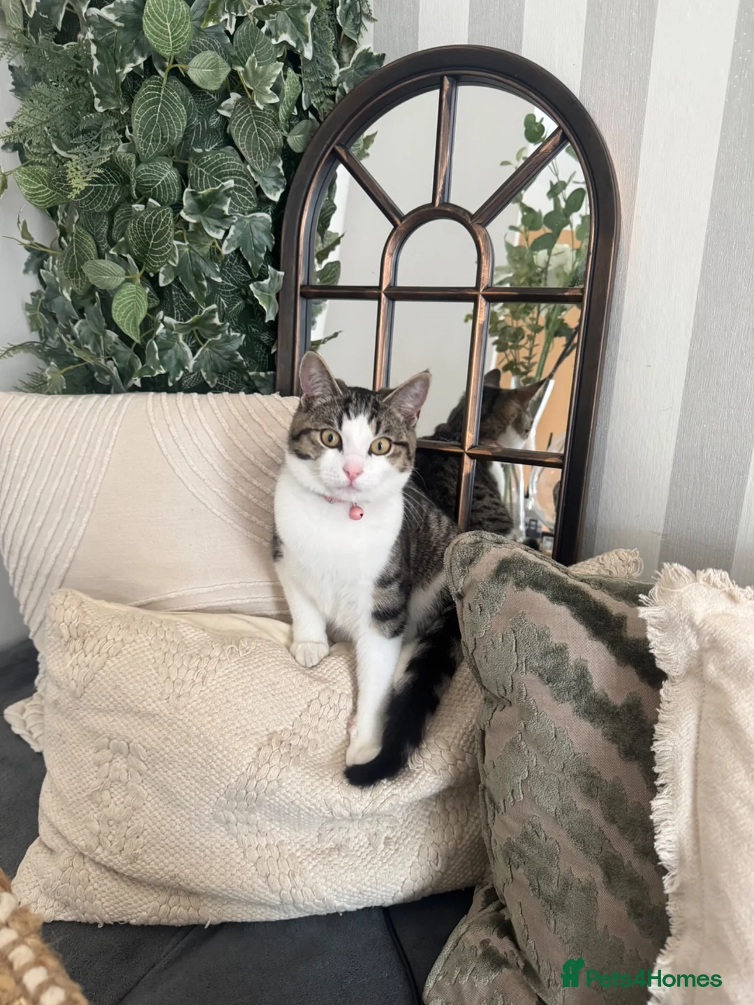 Mixed Breed cats for sale: Gorgeous twin boys, mum is half ragdoll  - Advert 9