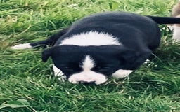 Mixed Breed dogs for sale: Puppies for sale - Image 2