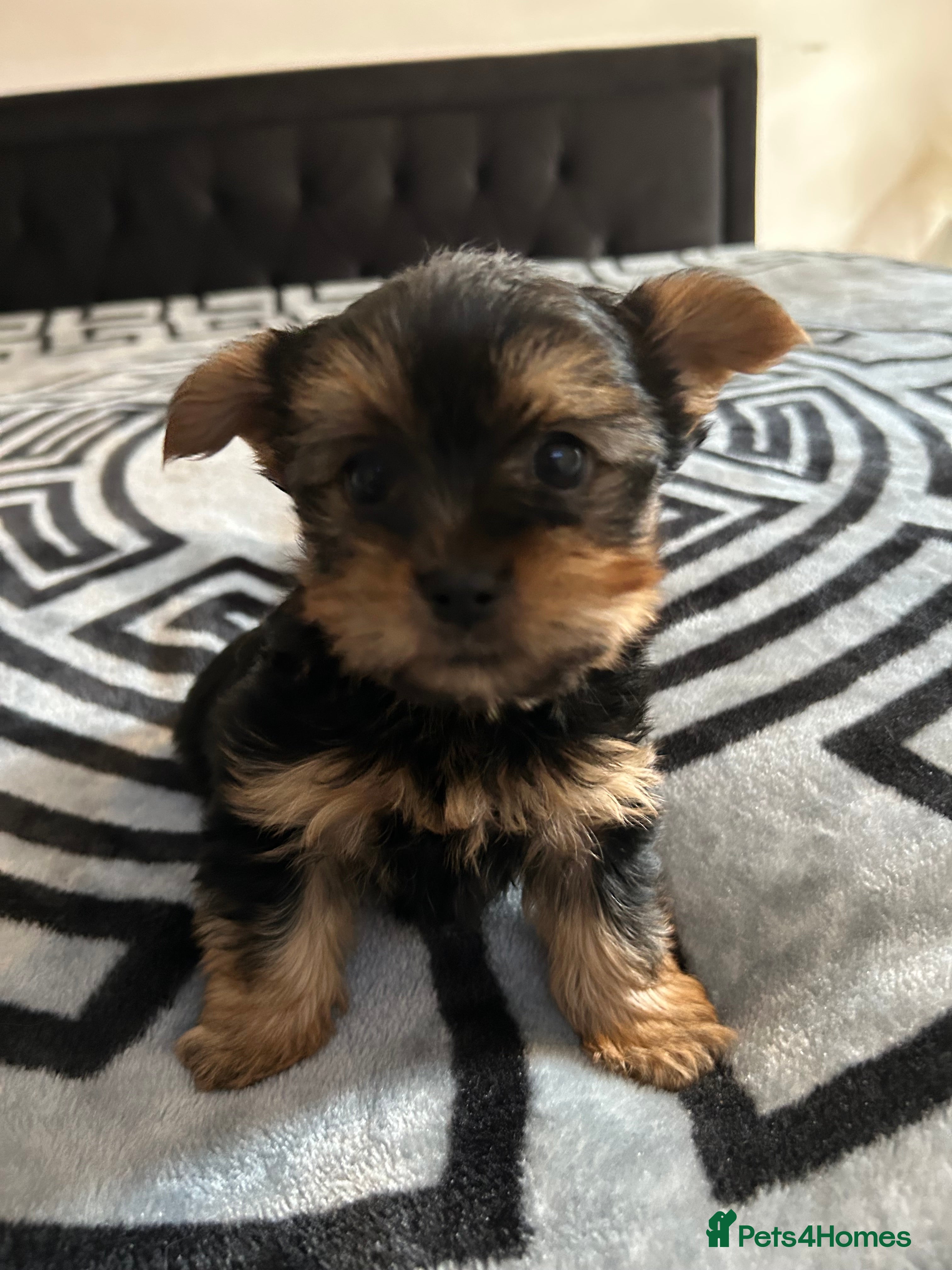 Yorkshire Terrier dogs Litter of Yorkshire terriers for sale - Advert 16