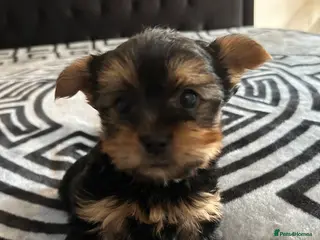 Yorkshire Terrier dogs Litter of Yorkshire terriers for sale - Advert 11