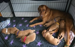 Labrador Retriever dogs for sale: KC Registered Fox Red Labrador Puppies - Image 7