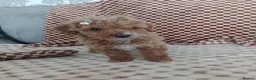 Mixed Breed dogs for sale: 🐕🌹 5 beautiful girls, miniature poodle 🌹🐕 in Barnsley - Advert 24
