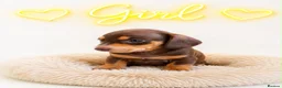 Miniature Dachshund dogs for sale: 🐶🐶🐶❤️❤️❤️❤️miniature Daschund puppies for sale  - Advert 2
