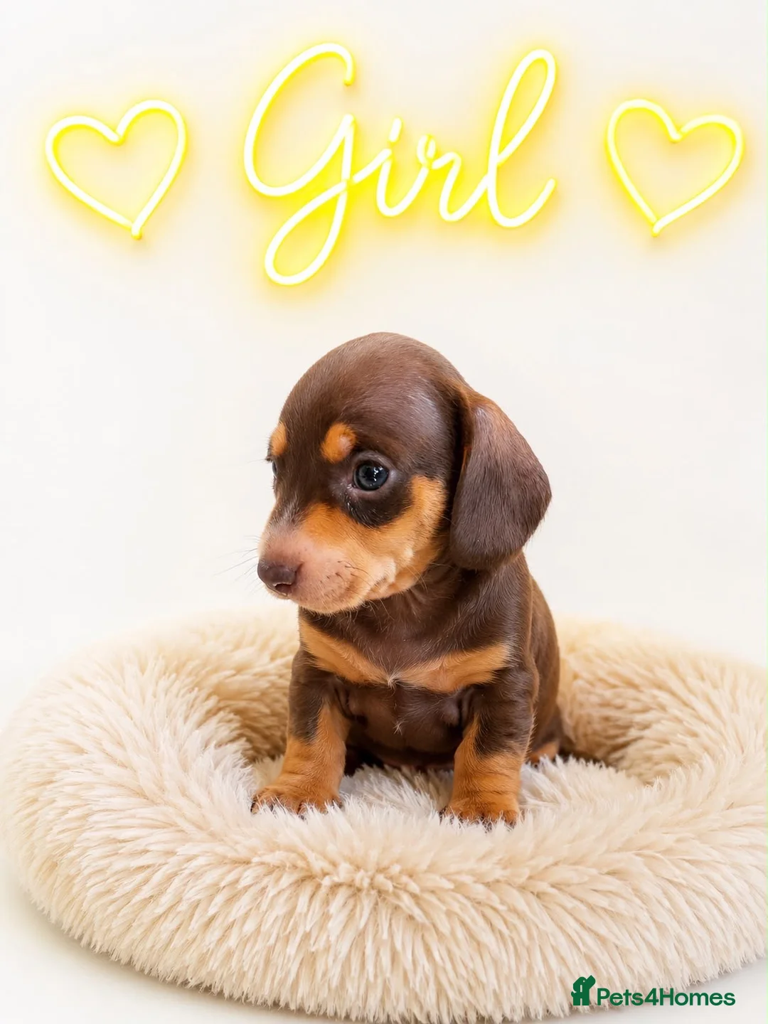 Miniature Dachshund dogs for sale: 🐶🐶🐶❤️❤️❤️❤️miniature Daschund puppies for sale  - Advert 2