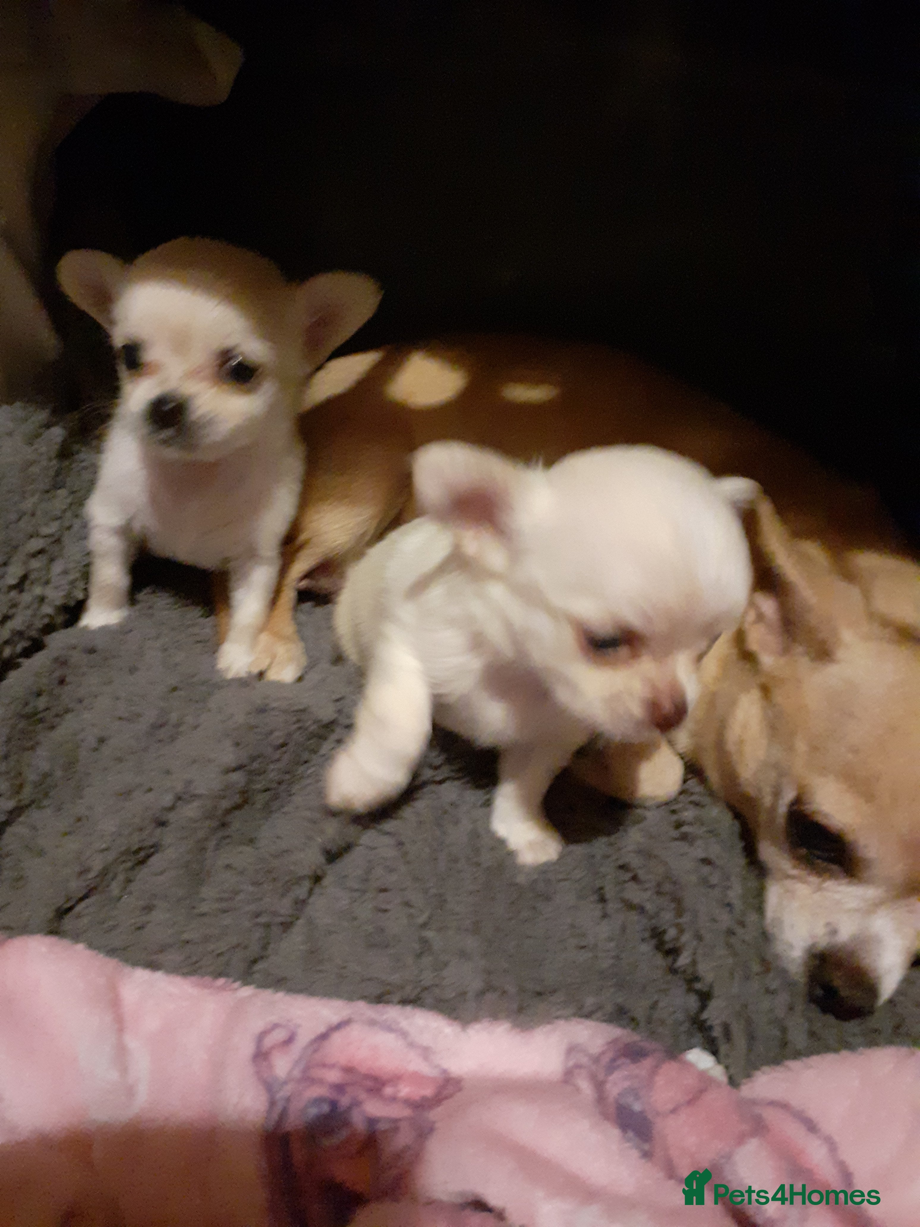 Chihuahua dogs Beautiful girl chuhuwa puppy's  - Advert 4