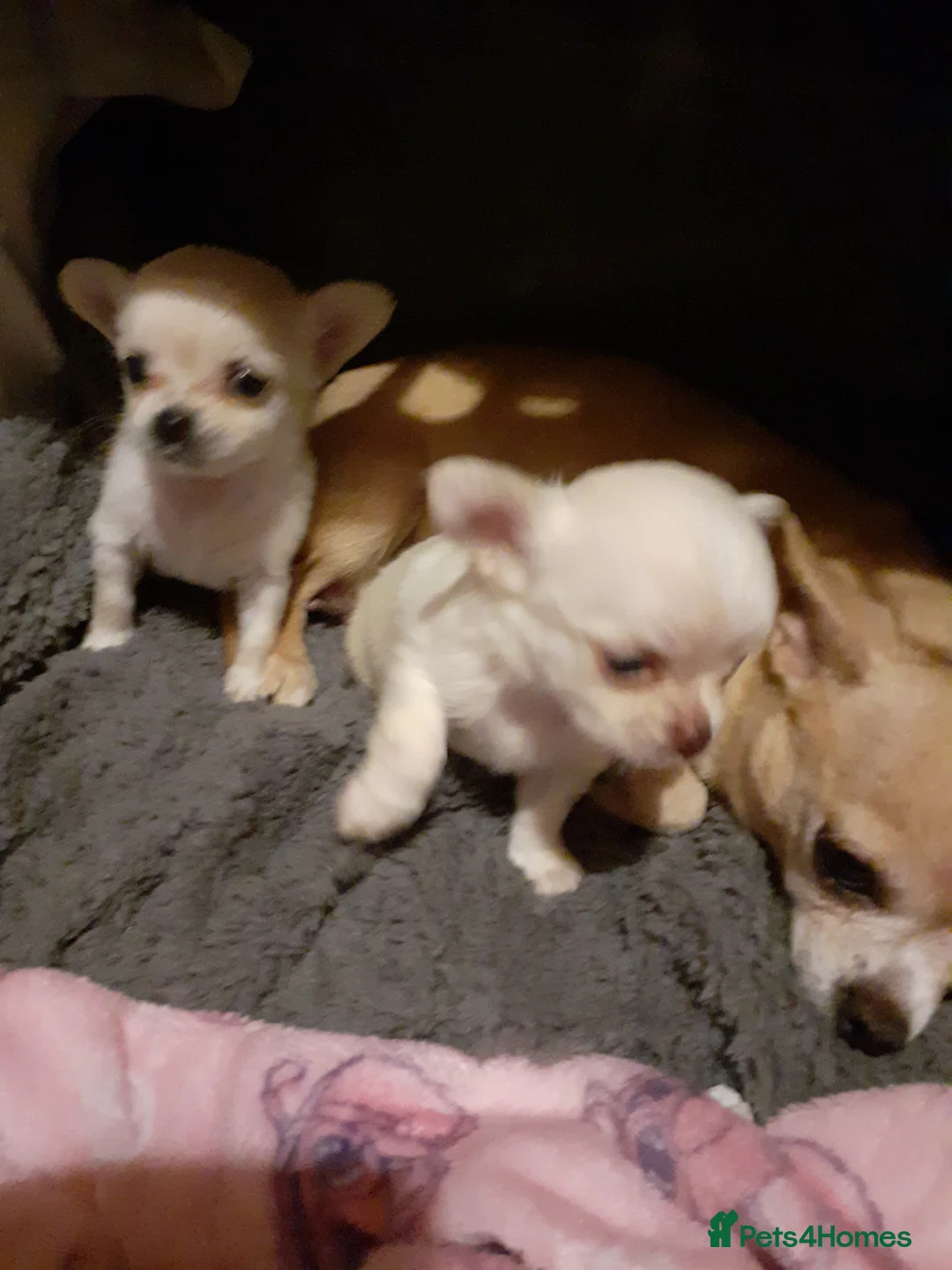 Chihuahua dogs for sale: Beautiful girl chuhuwa puppy's  - Advert 1