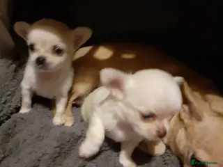 Chihuahua dogs Beautiful girl chuhuwa puppy's - Advert 4