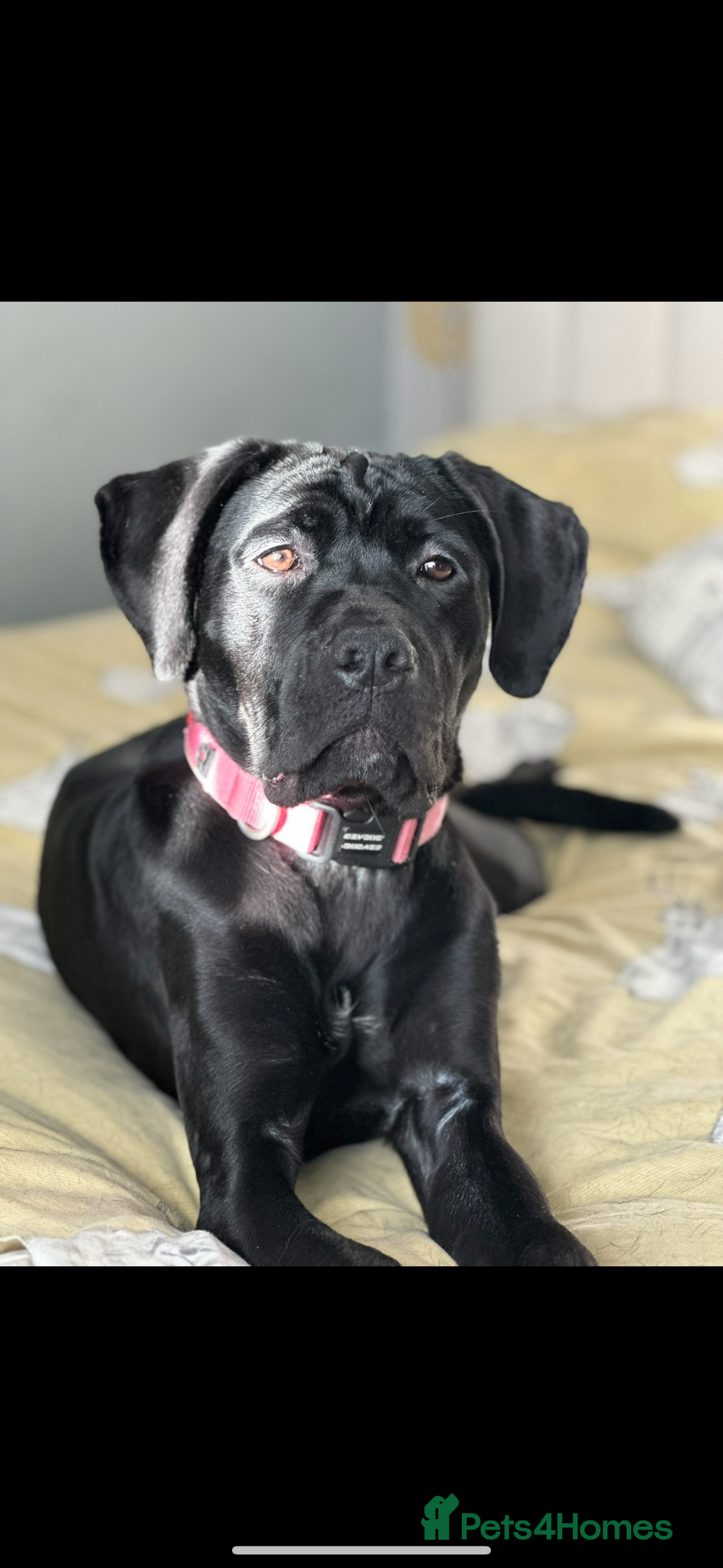 Cane Corso dogs Cane Corso. roughly 13 months. - Advert 16
