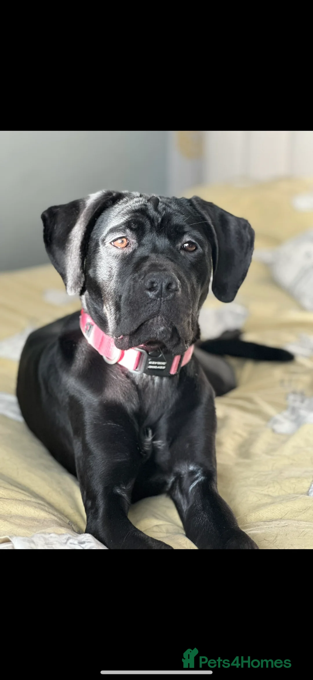 Cane Corso dogs for sale: Cane Corso. roughly 13 months. - Advert 1