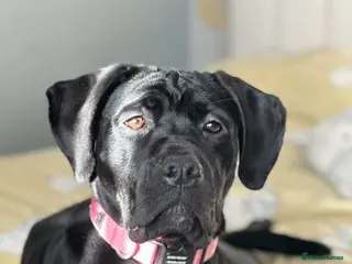 Cane Corso dogs Cane Corso. roughly 13 months. - Advert 16