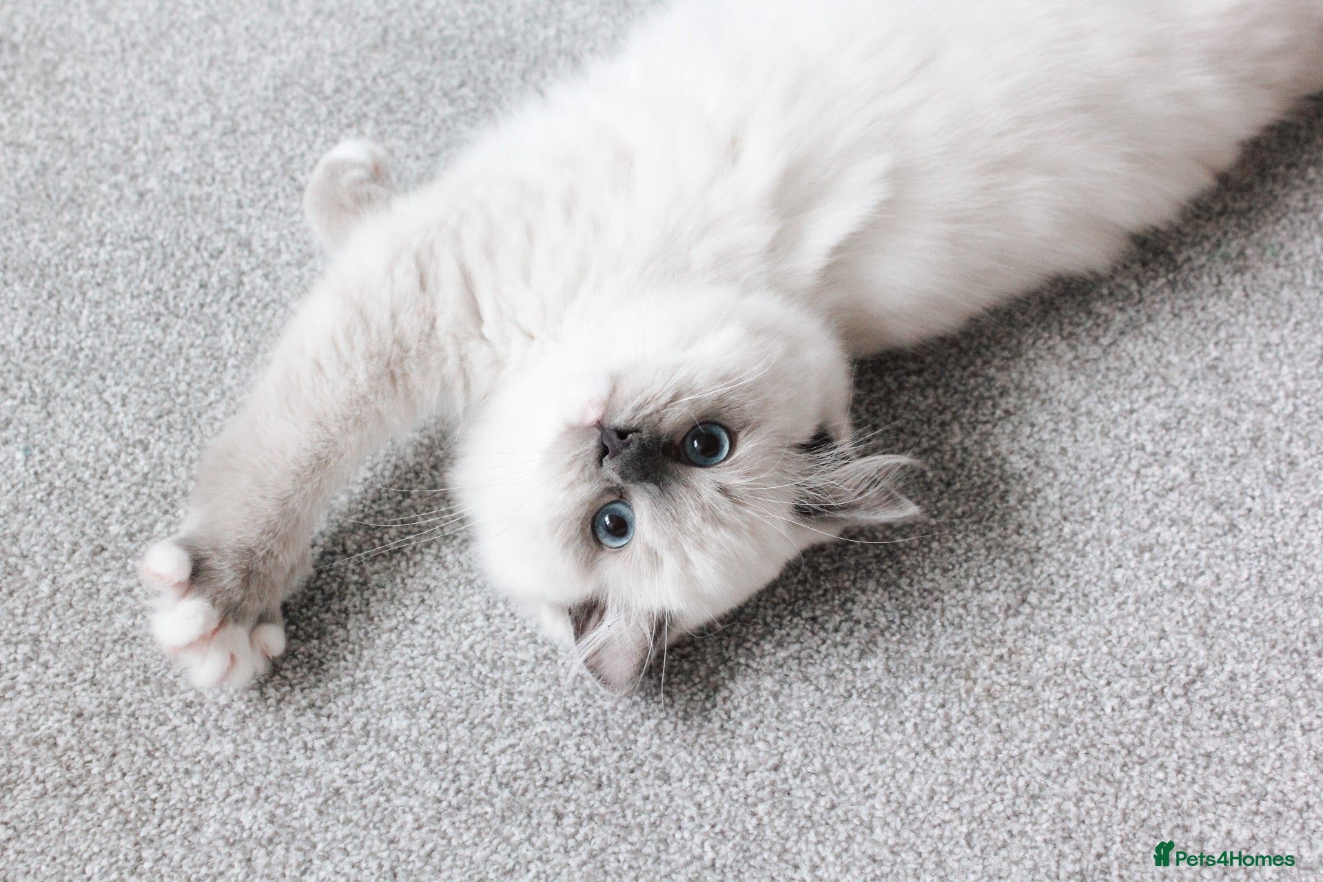 Ragdoll cats Beautiful Ragdoll Girl 🤍 - Advert 5