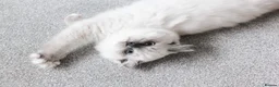 Ragdoll cats for sale: Beautiful Ragdoll Girl 🤍 - Advert 1