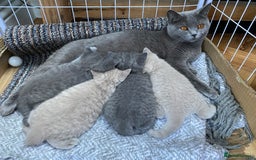British Shorthair cats for sale: British Shorthair Kittens For Sale - Advert 11