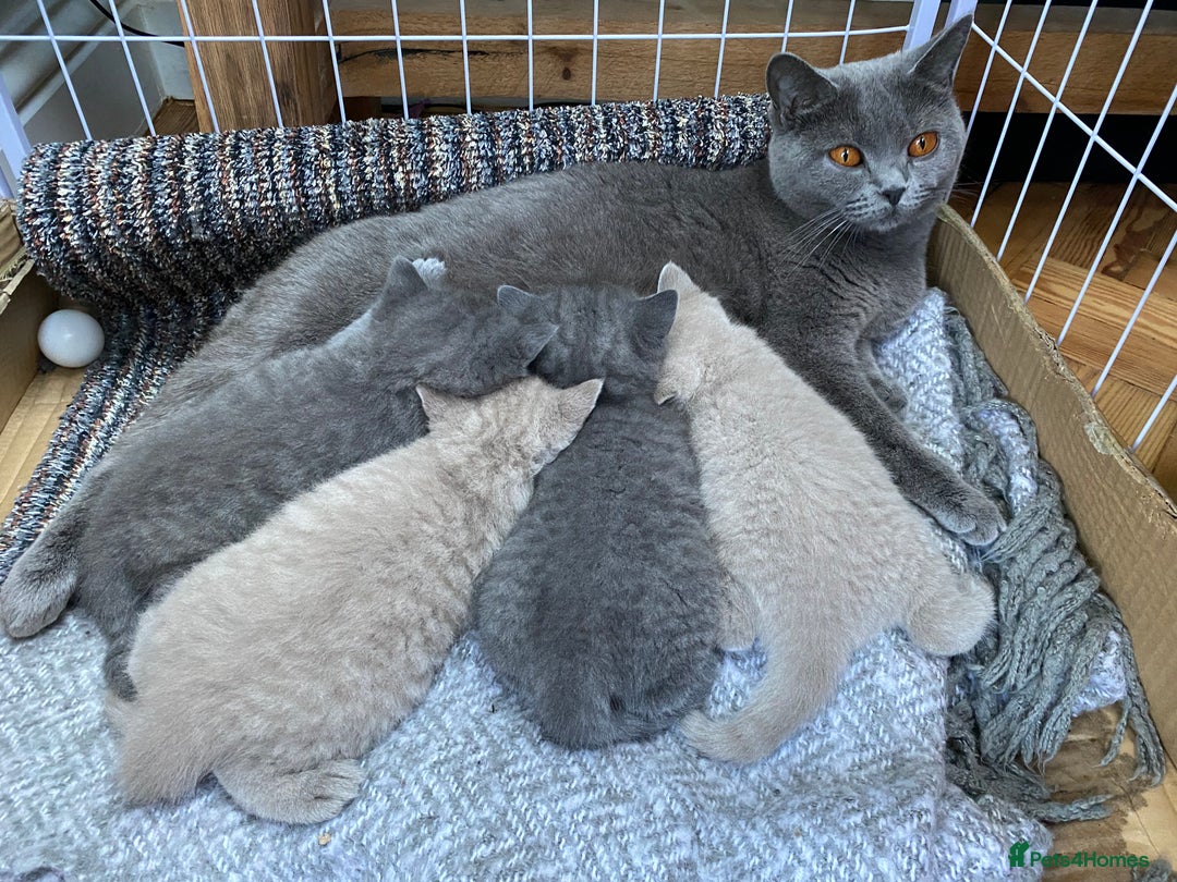 British Shorthair cats for sale: British Shorthair Kittens For Sale - Advert 11