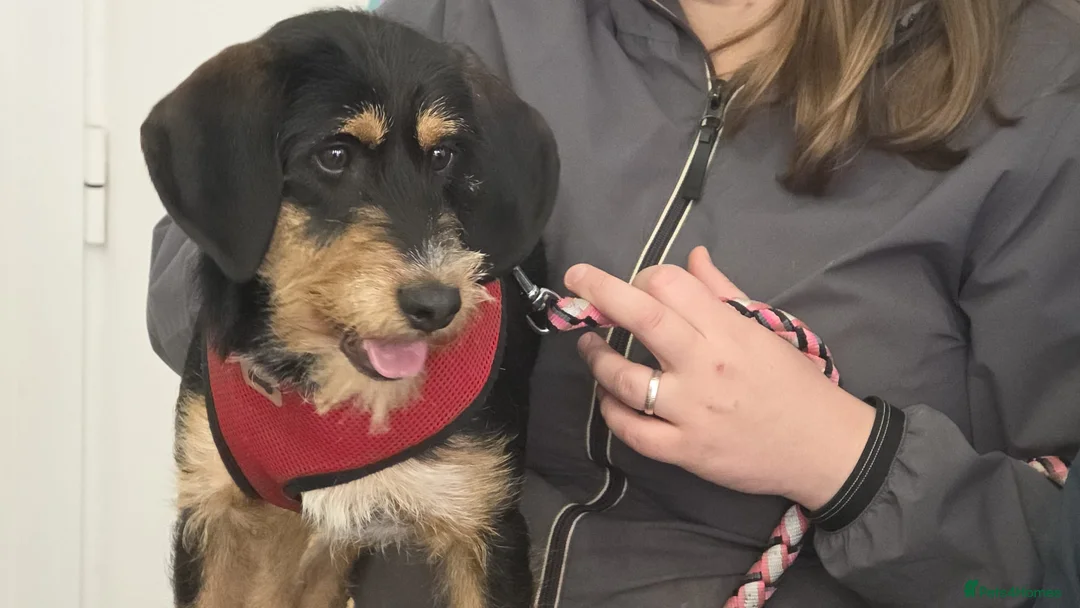 Mixed Breed dogs for adoption: Betsy - a gorgeous wirehaired girl in Matlock - Advert 2