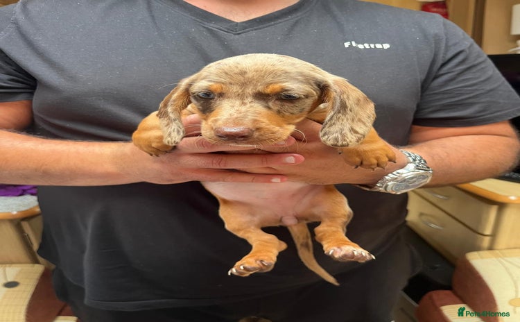 Miniature Dachshund dogs - Advert 16