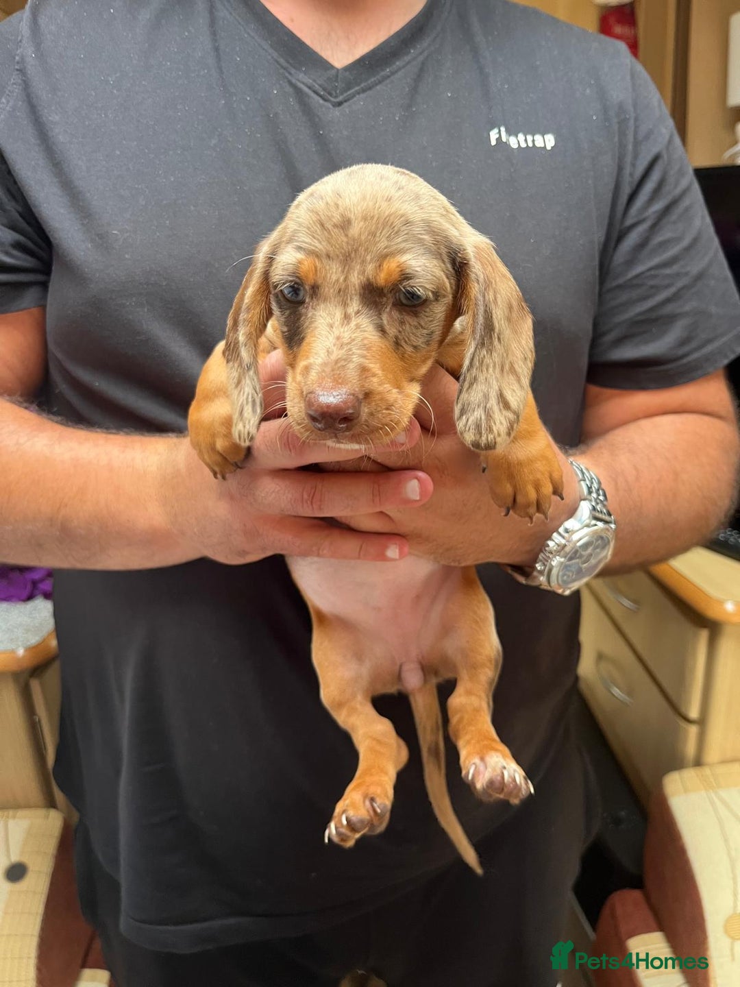 Miniature Dachshund dogs for sale: "2 Girls Left" Beautiful Mini Dachshund Puppies - Image 2