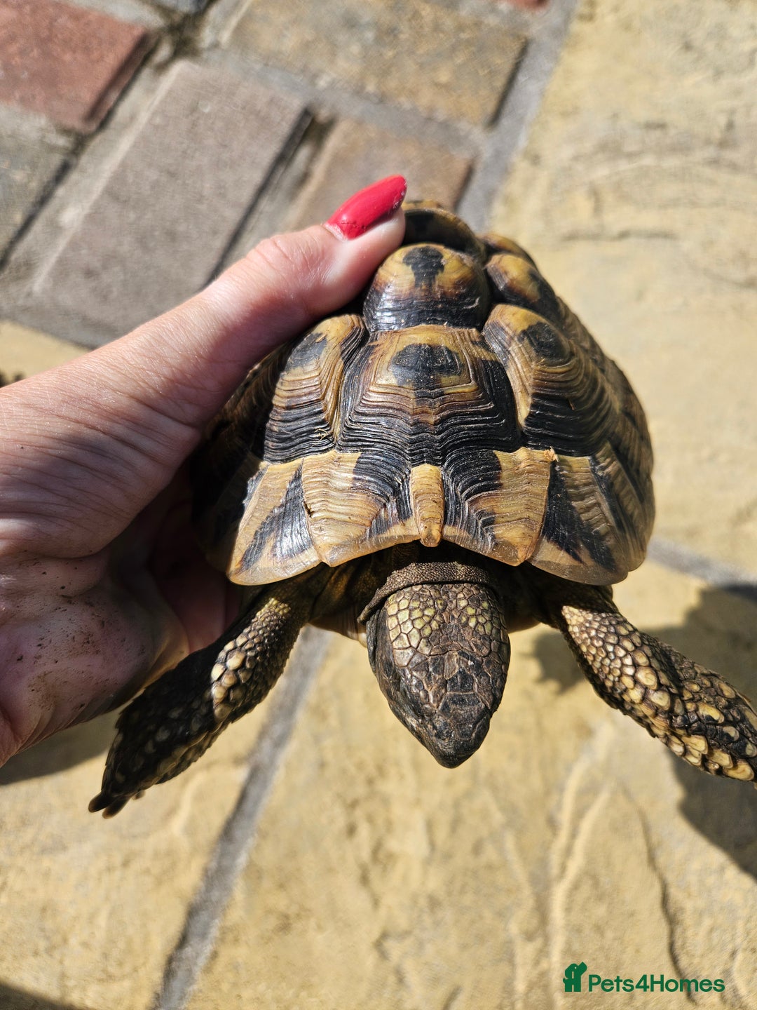 Tortoise reptiles for sale: Tortoise x 2 (twins) - Image 2