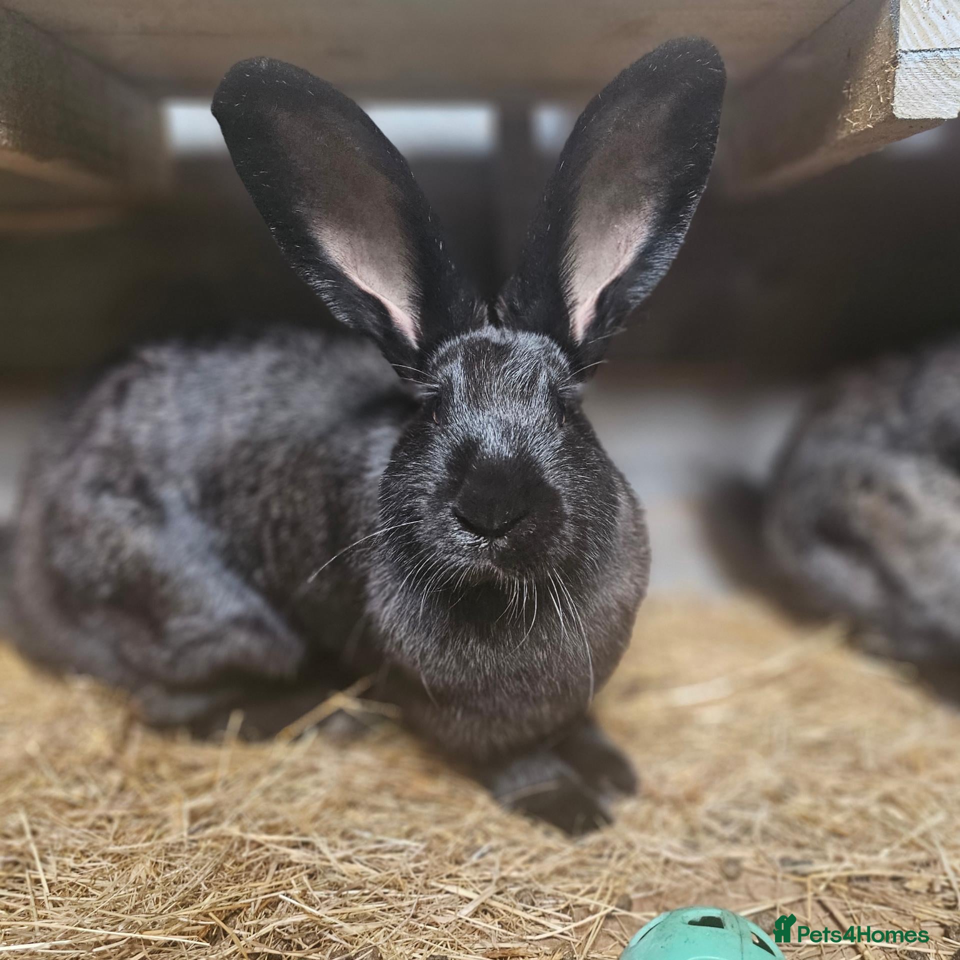 Continental Giant rabbits Purebred Continental Giants  - Advert 1