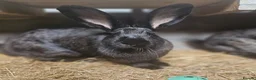 Continental Giant rabbits for sale: Purebred Continental Giants  - Advert 1