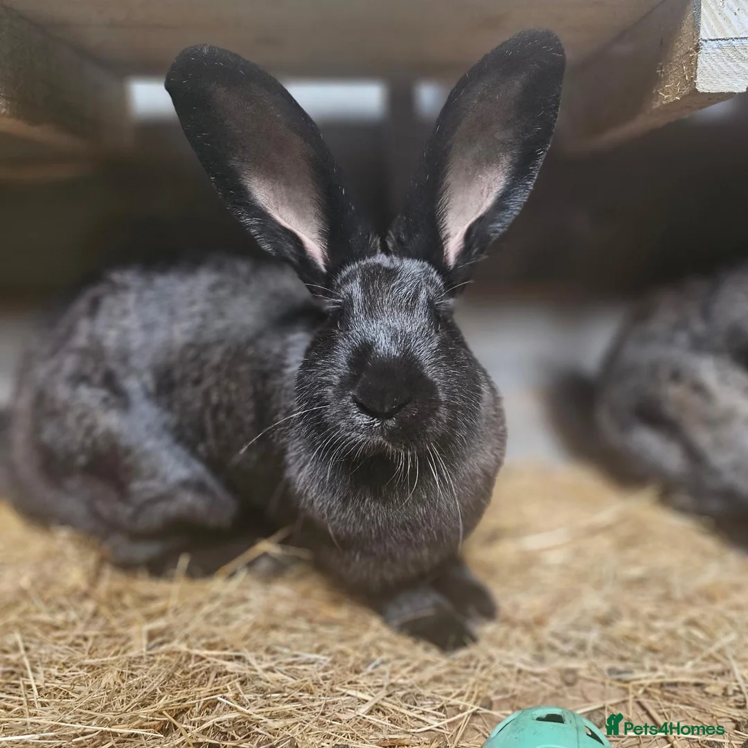 Continental Giant rabbits for sale: Purebred Continental Giants  - Advert 1