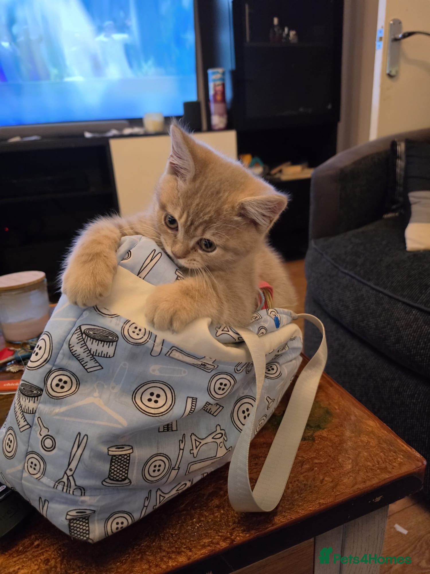 British Shorthair cats British shorthair cinnamon fawn male 4 mth - Advert 1