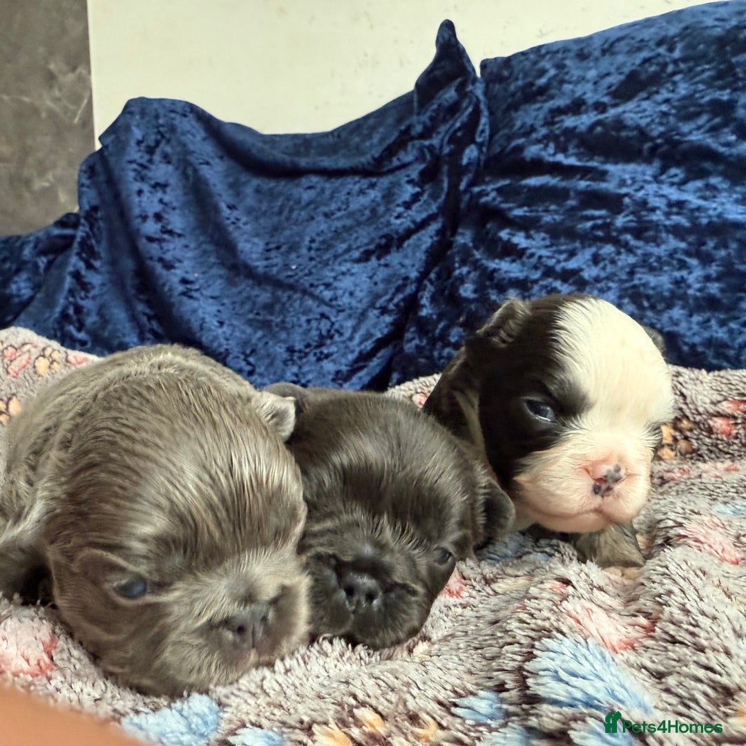 French Bulldog dogs for sale: Fluffy frenchies 🐶 - Image 1