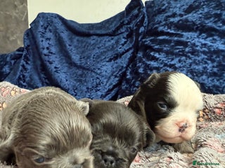French Bulldog dogs - Advert 23