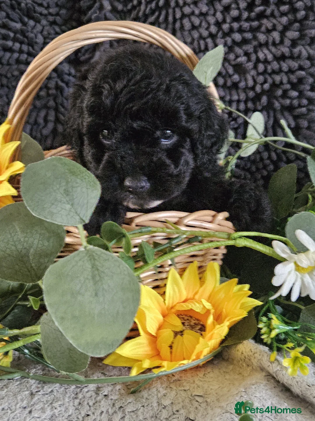 Maltipoo dogs for sale: Stunning F1 multipoo puppies  - Advert 6