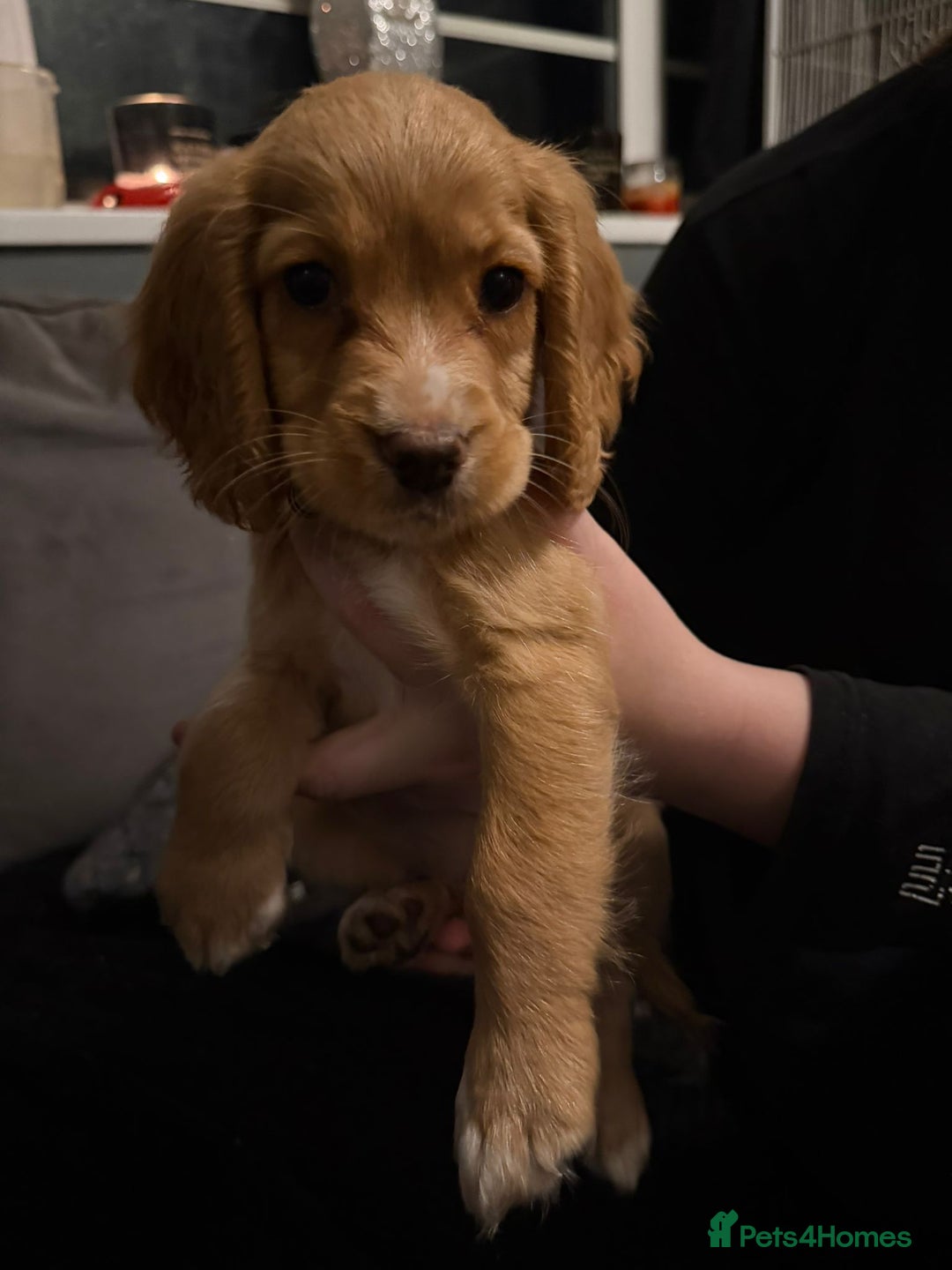 Cocker Spaniel dogs for sale: REDUCED & READY NOW 2 girl COCKERS - Advert 17