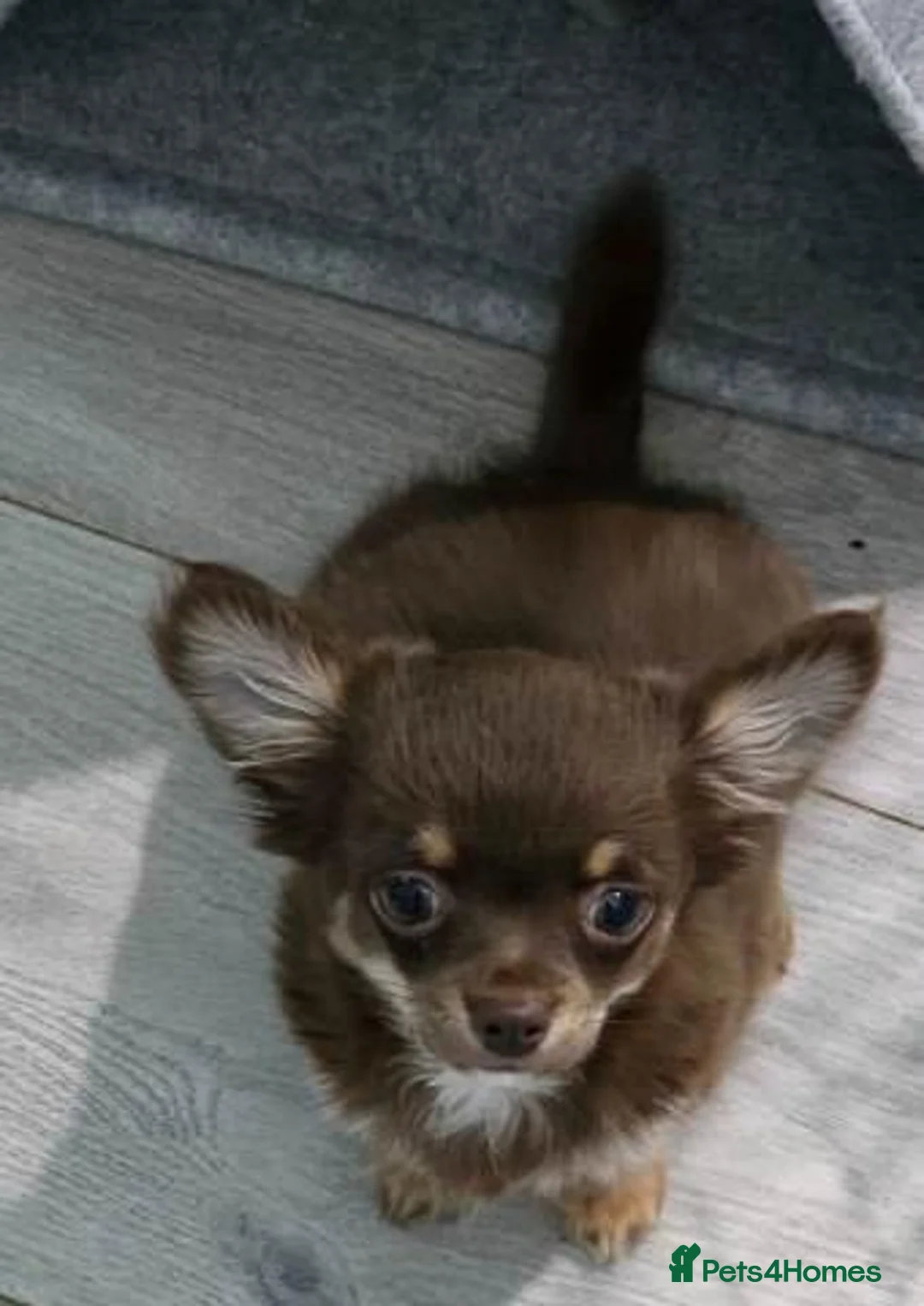 Chihuahua dogs for sale: Beautiful Long-Coated Chihuahua Puppies in Coventry - Advert 10