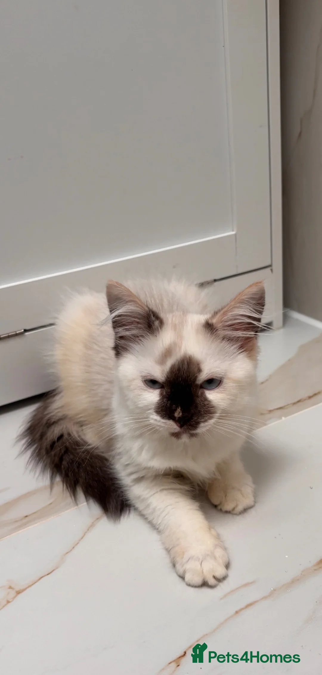 Siberian cats for sale: Beautiful Siberian Kitten - Advert 1