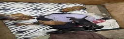 Mixed Breed dogs for sale: Staffy X cain corso  - Advert 11