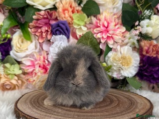Mini Lop rabbits - Advert 9