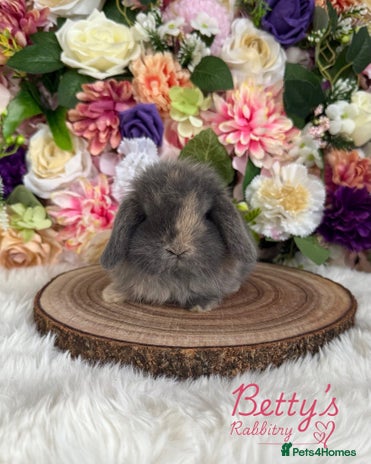 Mini Lop rabbits - Advert 10